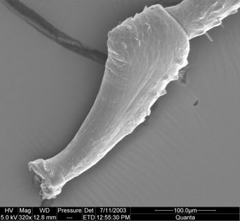 Media type: image; Invertebrate Zoology 134644